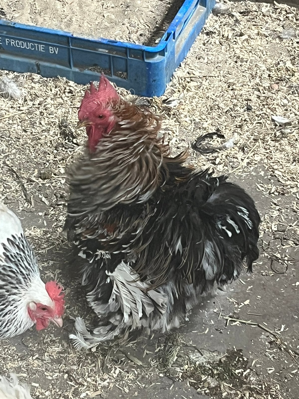 1 x haan cochin krulveer, Dieren en Toebehoren, Mannelijk, Kip