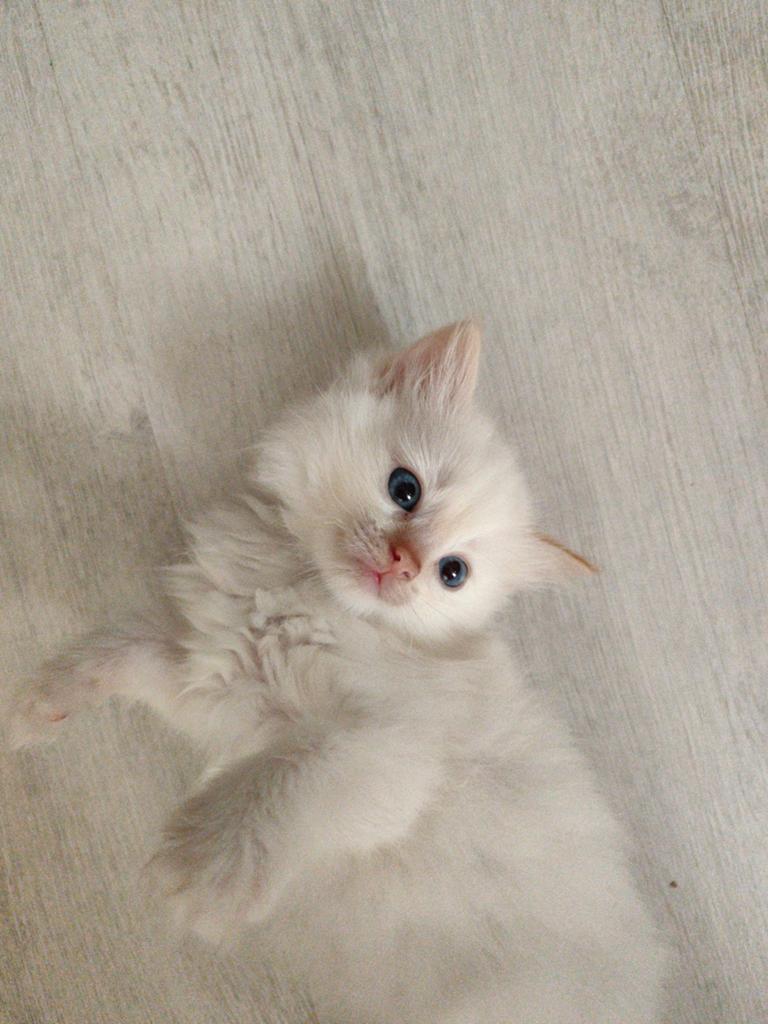 Ragdoll, Dieren en Toebehoren, Katten en Kittens | Raskatten | Korthaar, Meerdere dieren, Ontwormd