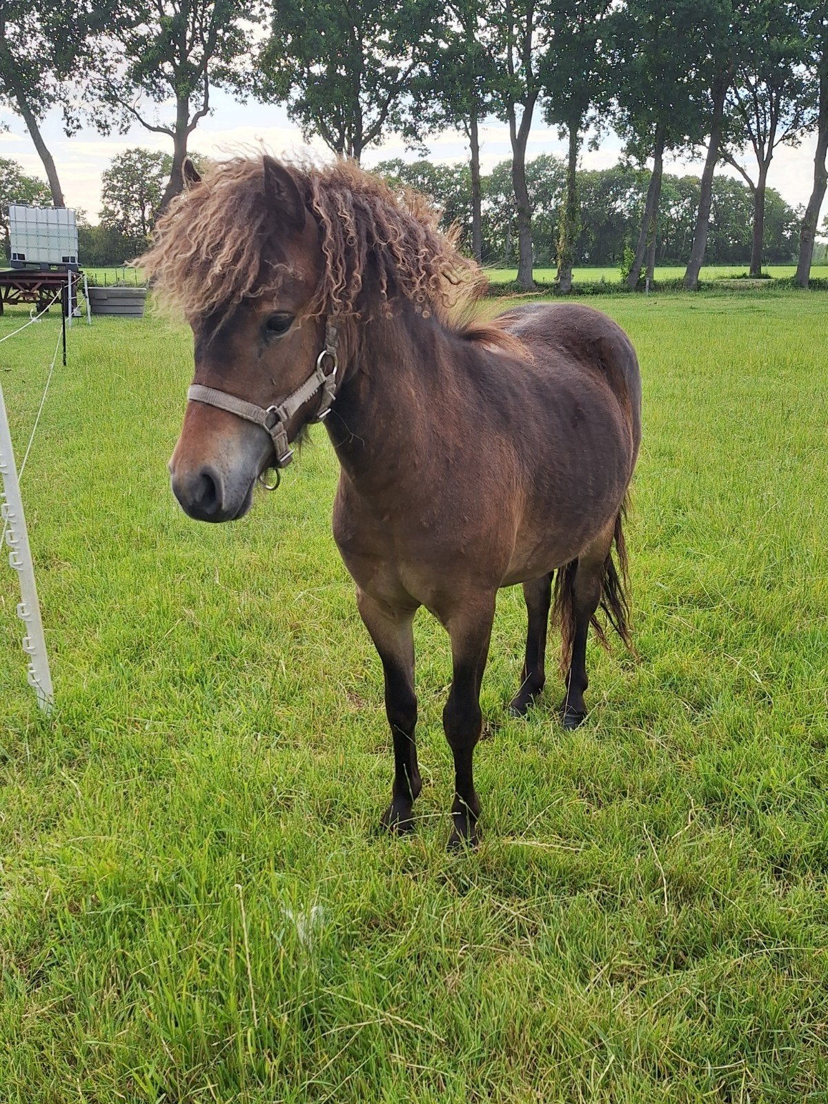 Shetland merrie 1 jaar appaloosa ouders, Merrie, A pony (tot 1.17m), 0 tot 2 jaar