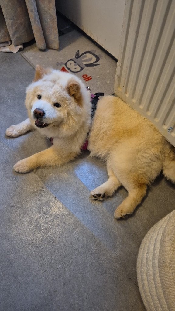 Chow Chow te koop moet weg, Overige rassen, 1 tot 2 jaar, Teef, Eén hond
