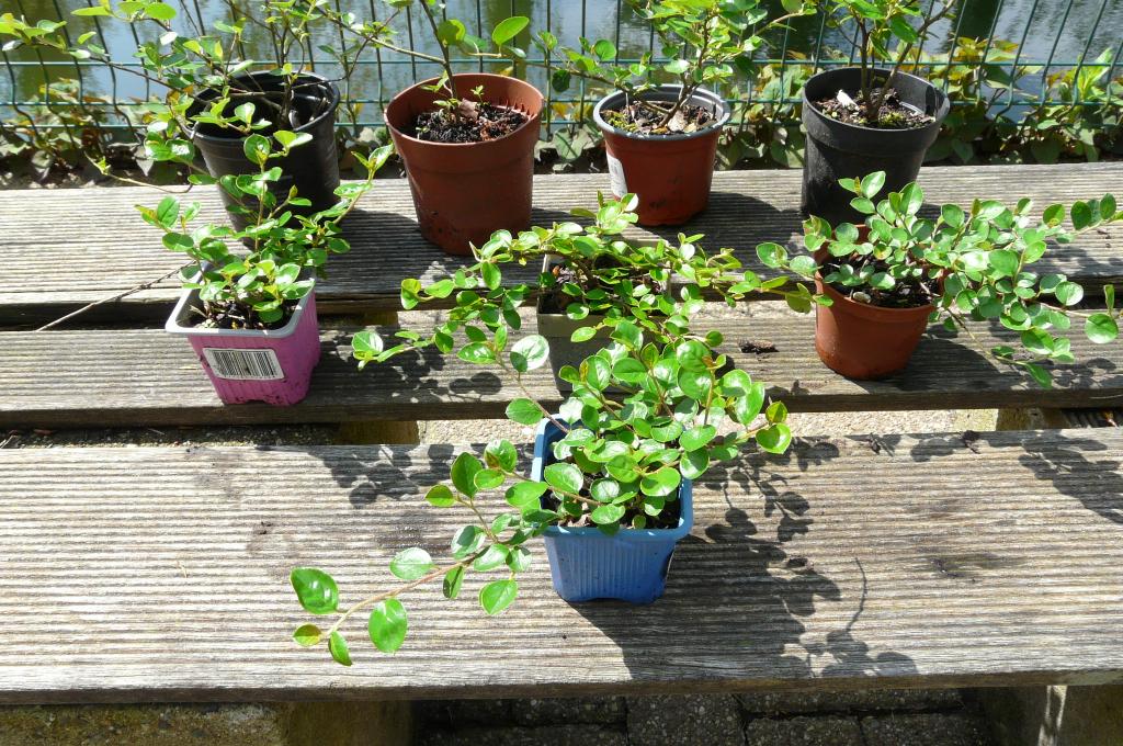 Cotoneaster horizontalis, Tuin en Terras, Ophalen, Overige soorten, Haag, 100 tot 250 cm
