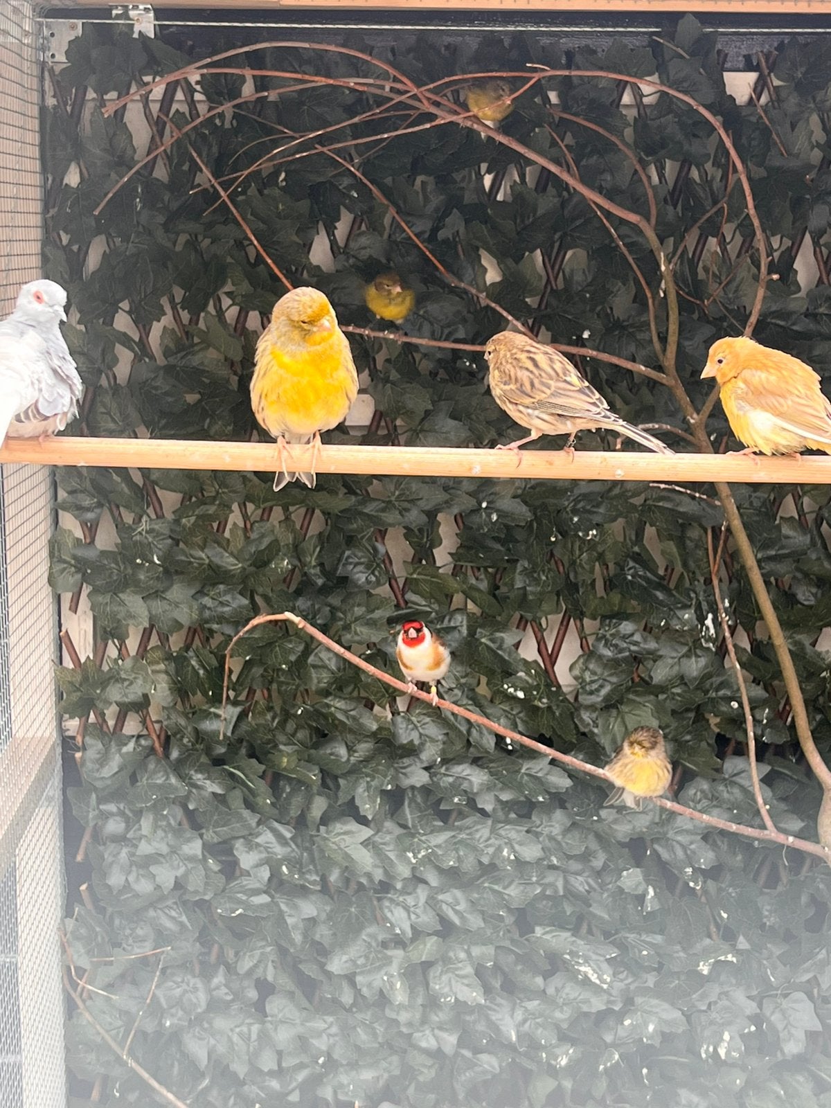 Diverse kanaries, Meerdere dieren, Kleurkanarie