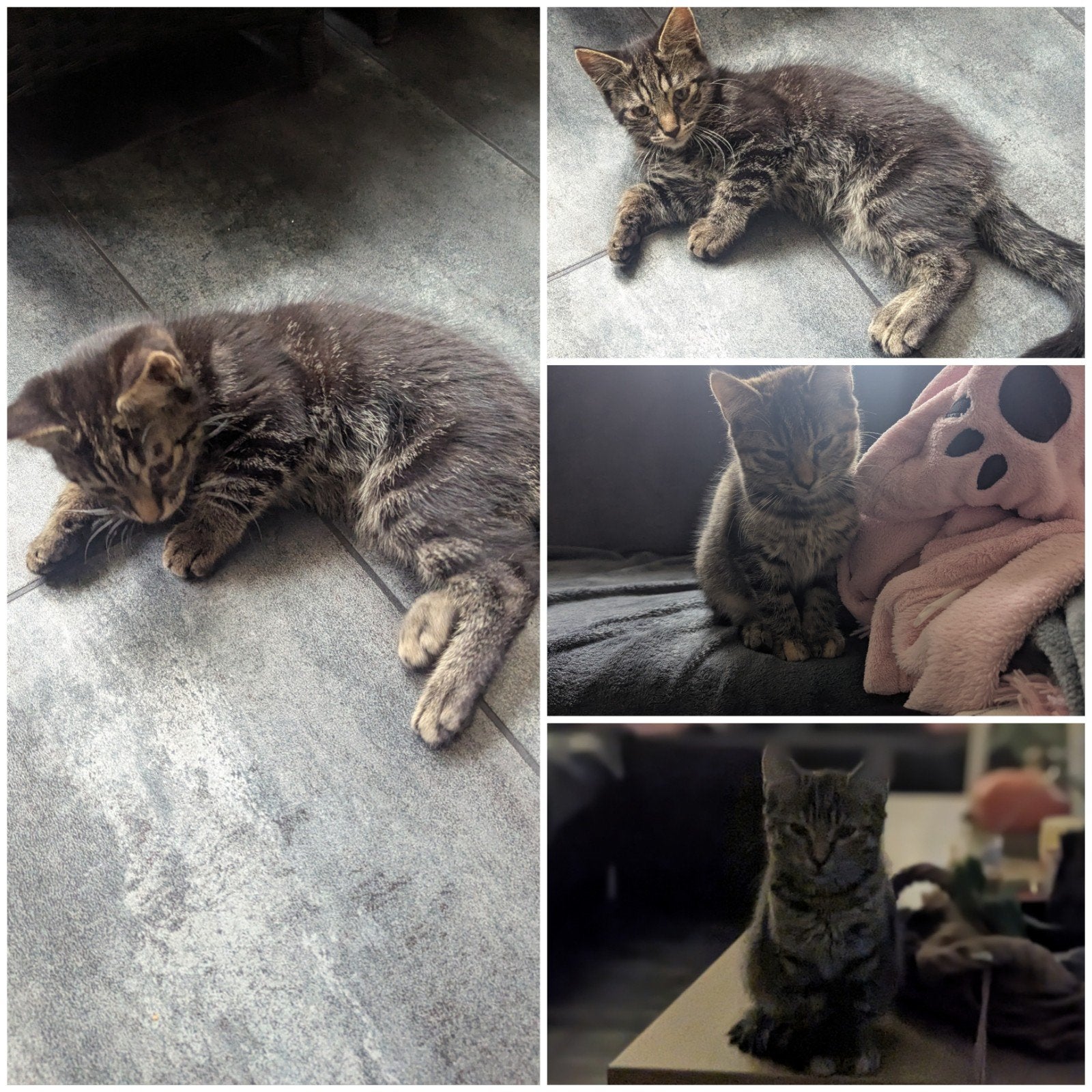 huisnestje kittens zoeken een baasje, Meerdere dieren, Kortharig, 0 tot 2 jaar