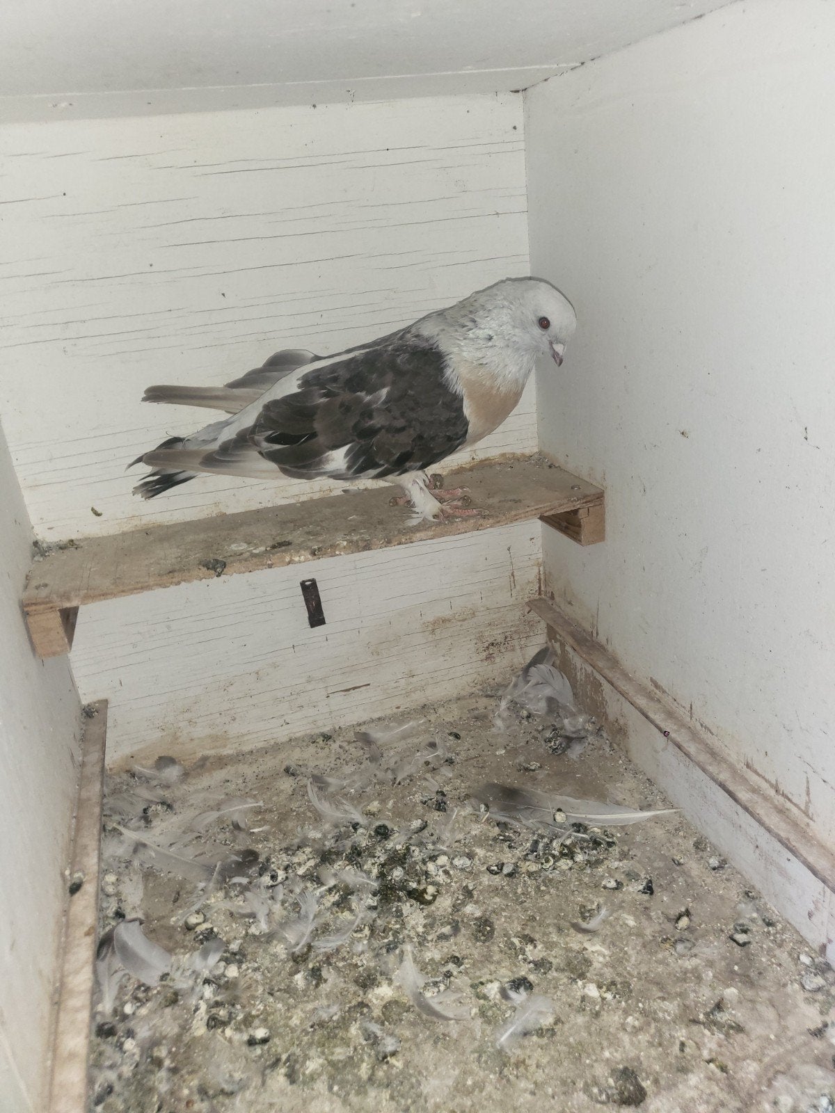 duiven, Dieren en Toebehoren, Vogels | Duiven, Meerdere dieren, Overige soorten
