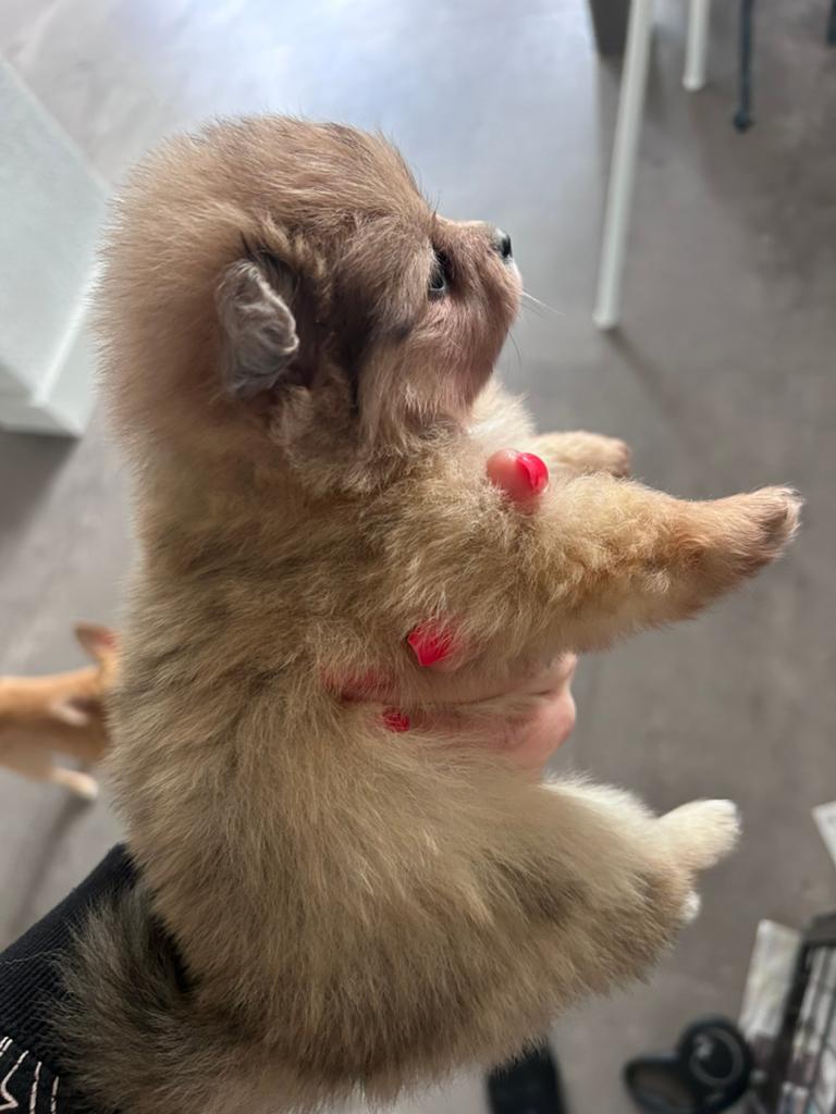 Pomeriaan teefje mini, Dieren en Toebehoren, Honden | Poolhonden, Keeshonden en Oertypen, Keeshond, 8 tot 15 weken, Meerdere, Meerdere dieren