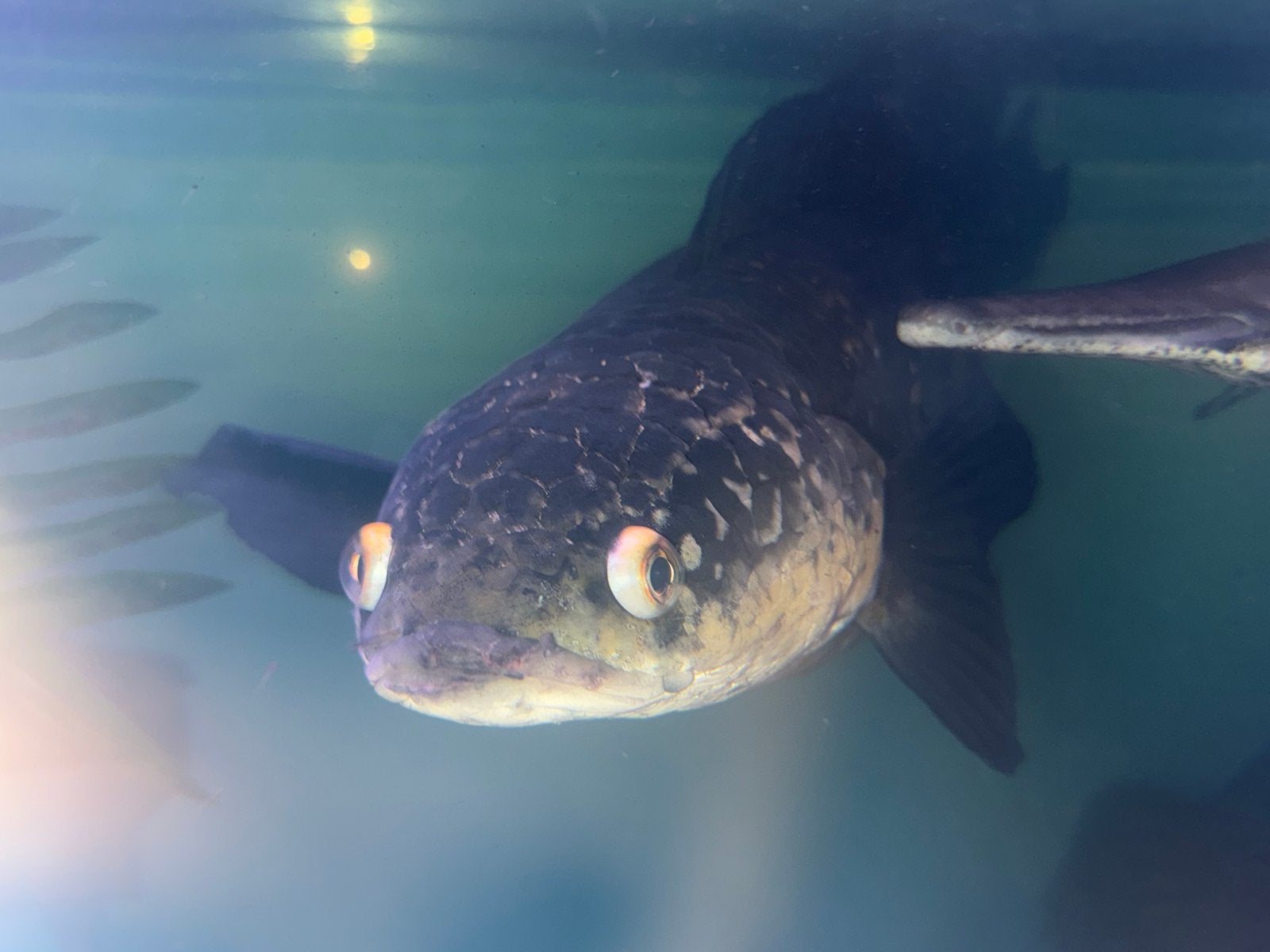 Channa marulioides/ ruilen is ook een optie, Dieren en Toebehoren, Vissen | Aquariumvissen, Vis