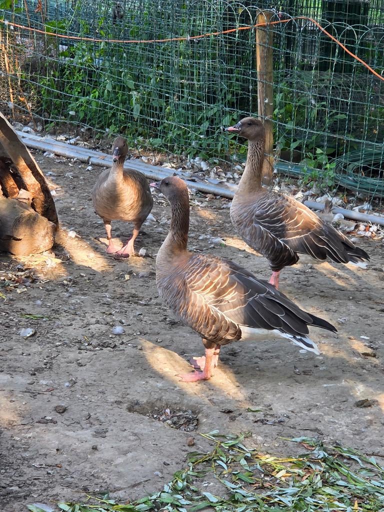 Gans, Kip
