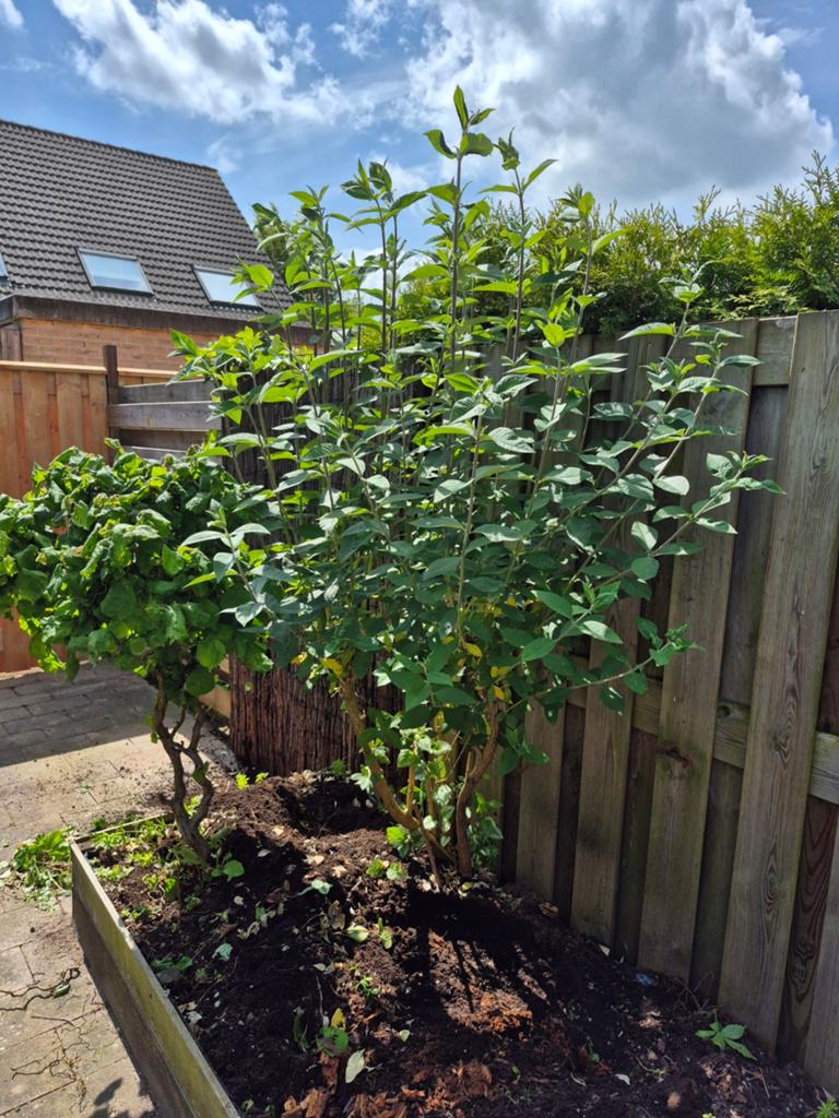 Gratis tuinplanten / boom, Overige soorten, 100 tot 250 cm, Zomer, Ophalen