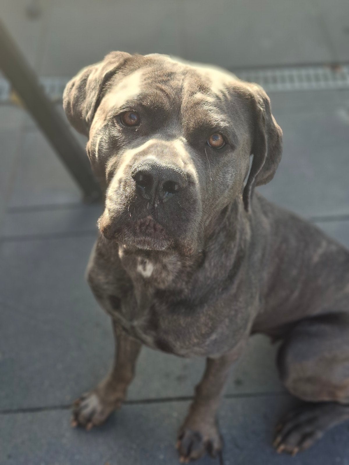 Cane corso teefje - super karakter, Teef, Eén hond, 3 tot 5 jaar, Nederland