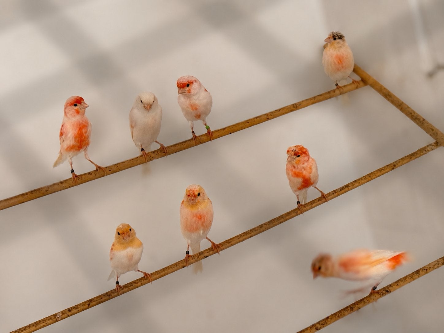 Rood Mozaïek Kanaries & Witte Kanaries te koop, Dieren en Toebehoren