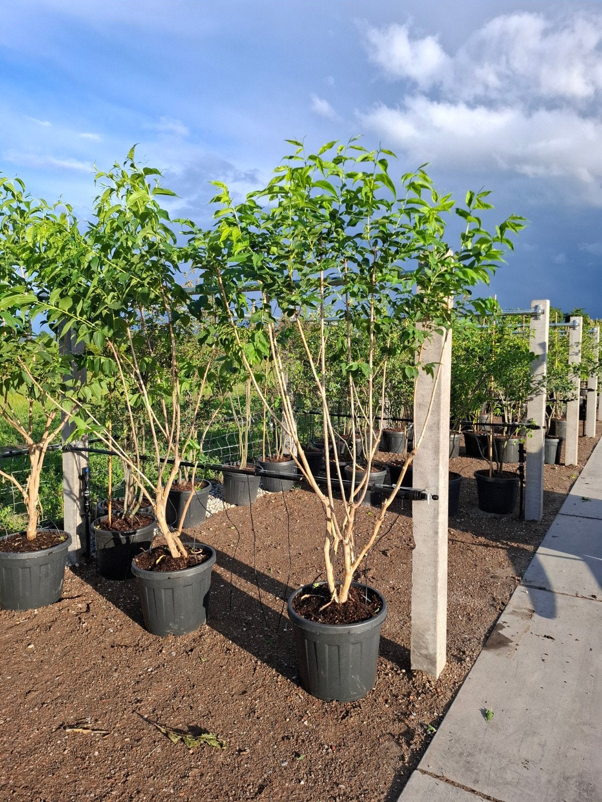 meerstammige heptacodium miconioides zevenzonenboom, Overige soorten, Zomer, Ophalen, Volle zon