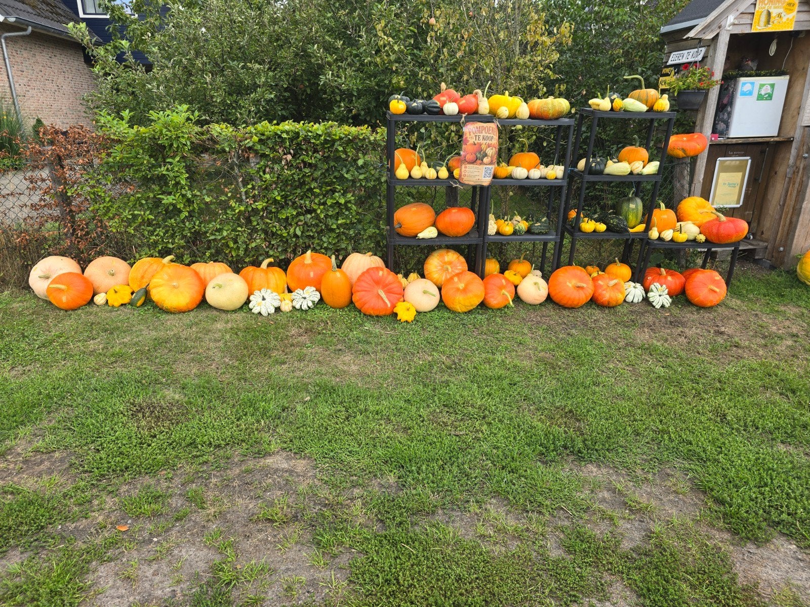Diverse pompoenen en kalebassen te koop, Tuin en Terras, Ophalen