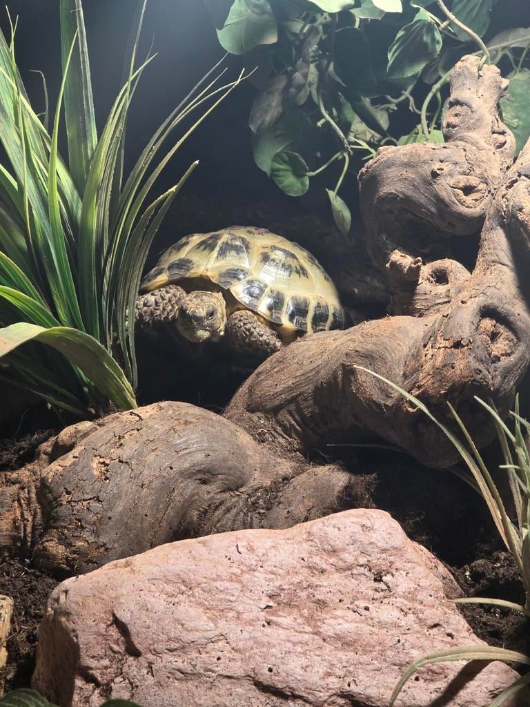 Land Schildpadden Testudo Horsfieldii Tortoise - unknown for sale from Timo