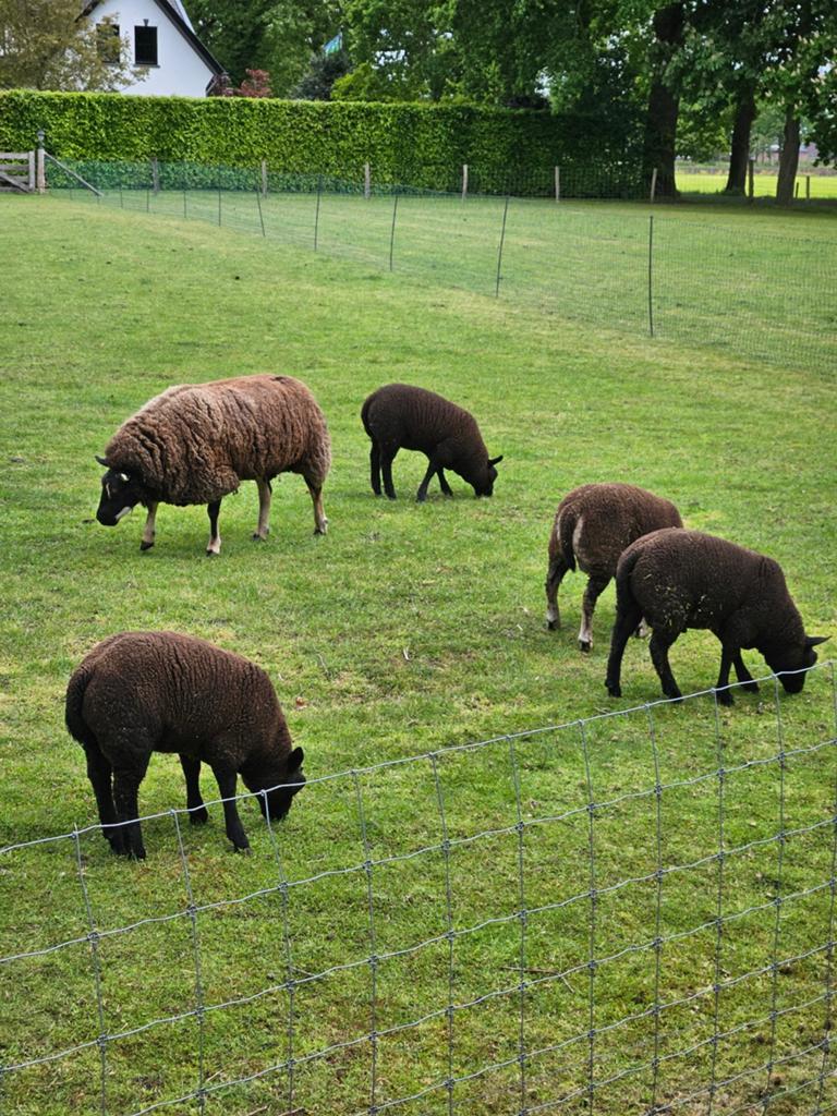 Te koop 4 mooie jonge dassenkoppen, Dieren en Toebehoren, Schapen, Geiten en Varkens, Meerdere dieren, Schaap