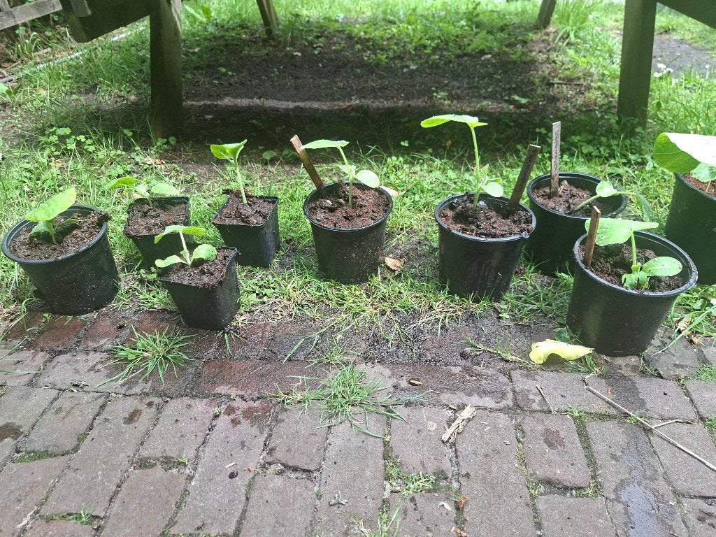 Biologische groenteplanten, oa tomaten,flespompoen, palmkool, Tuin en Terras, Ophalen, Eenjarig, Groenteplanten, Volle zon
