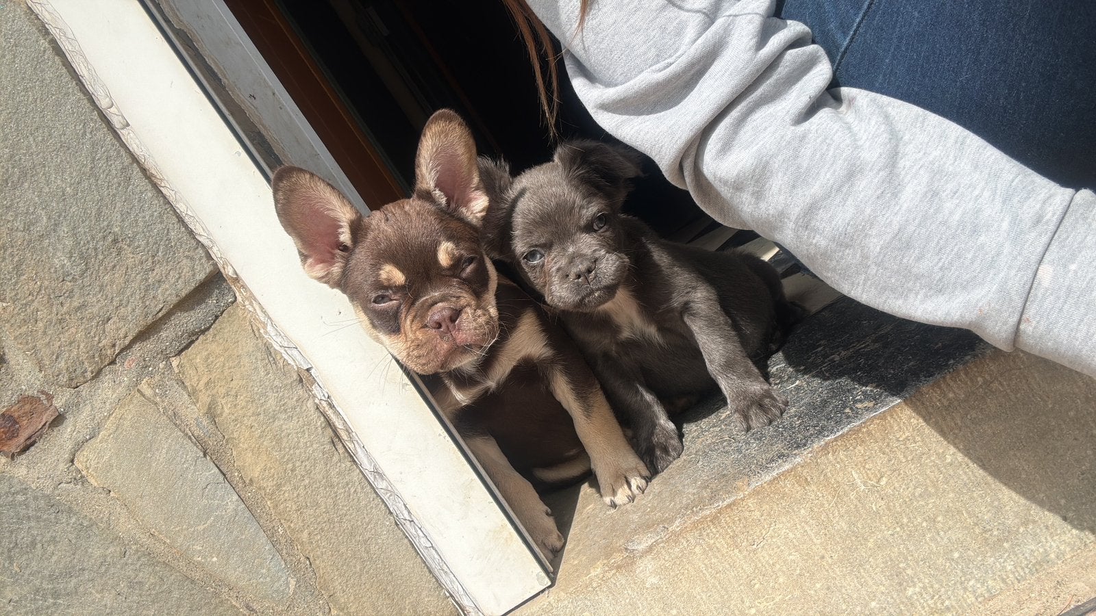 Franse bulldog pupjes, Dieren en Toebehoren, Honden | Bulldogs, Pinschers en Molossers, Parvo, België, Particulier, 8 tot 15 weken