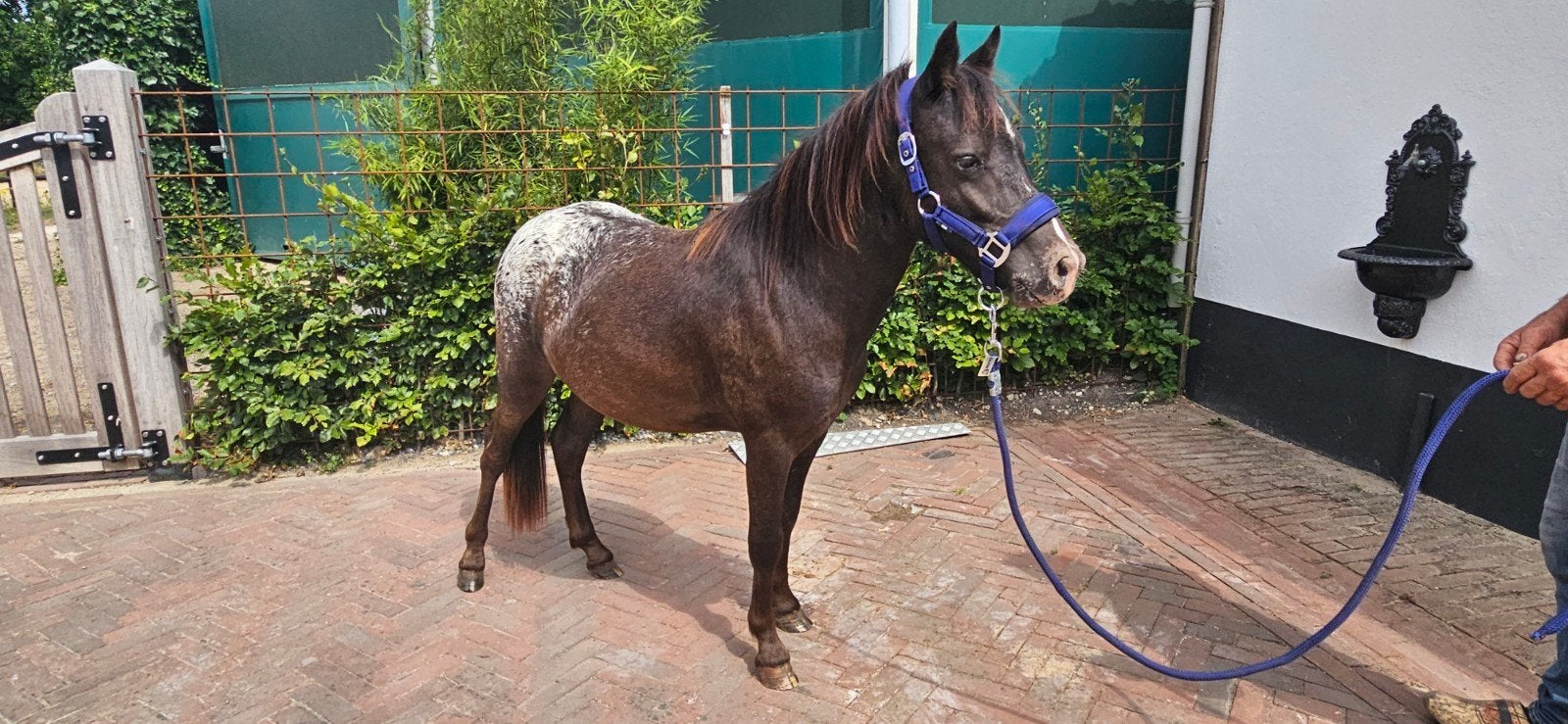 Knappe Chique B pony, 1 jaar geent appaloosa, Dieren en Toebehoren, Pony's, Hengst, Onbeleerd, Gechipt, 0 tot 2 jaar