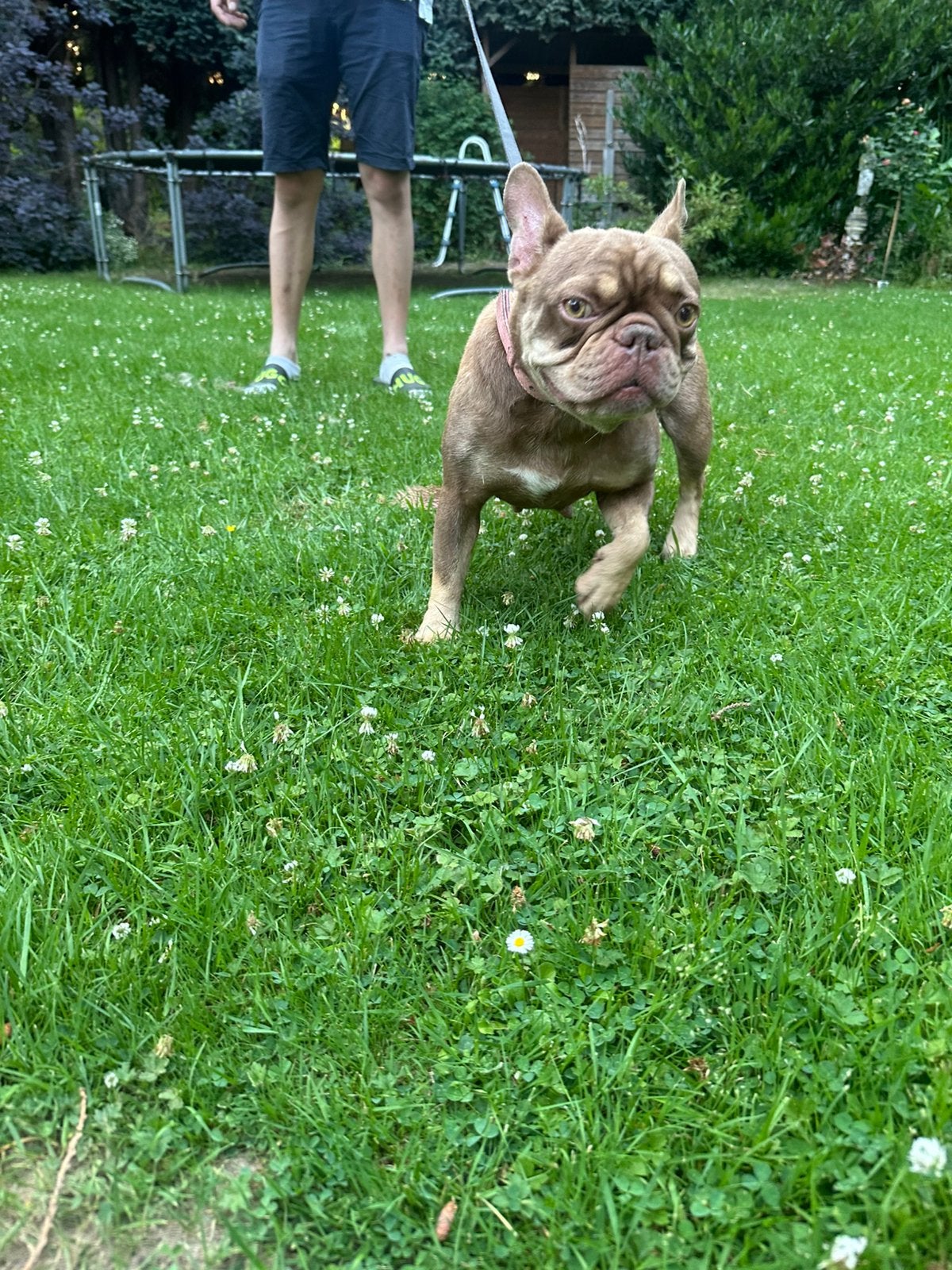 Mocca zoekt haar forever home, Teef, Parvo, Bulldog, Eén hond