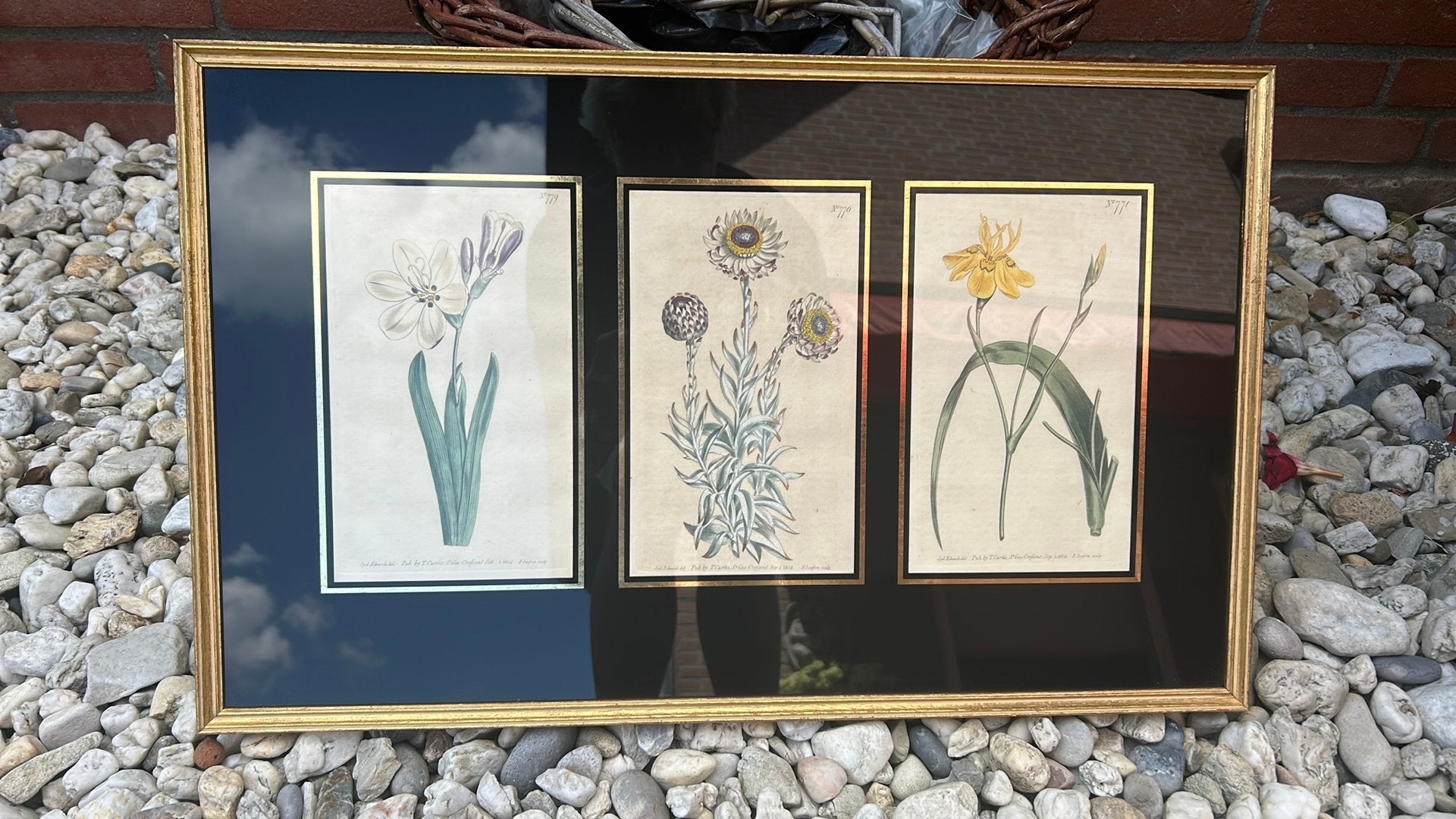 Engelse oude botanische gravures / prenten in lijst, Ophalen of Verzenden, Zo goed als nieuw