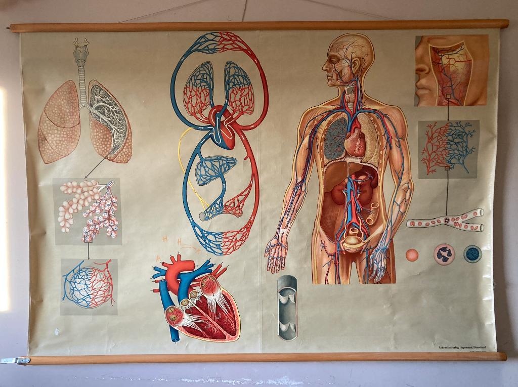 Vintage medische poster 175 x 120 cm, Ophalen