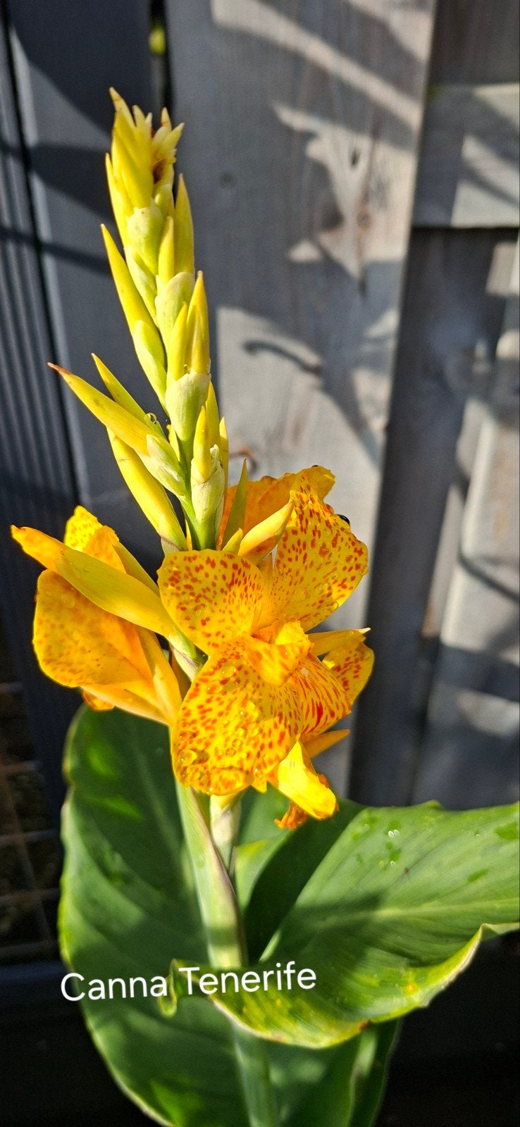Canna Tenerife, Ophalen, Voorjaar, Volle zon, Knol