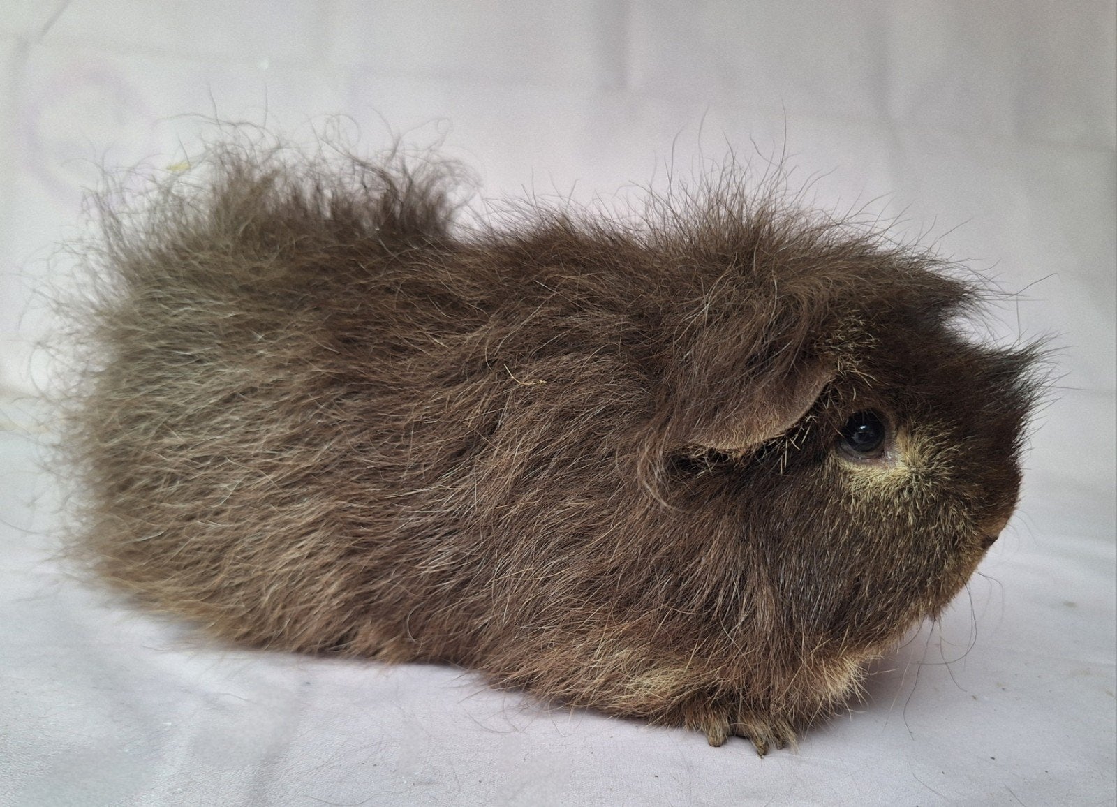 Ch teddy zeugje - choco otter, Dieren en Toebehoren, Knaagdieren, Vrouwelijk, Cavia, Februari, Tam