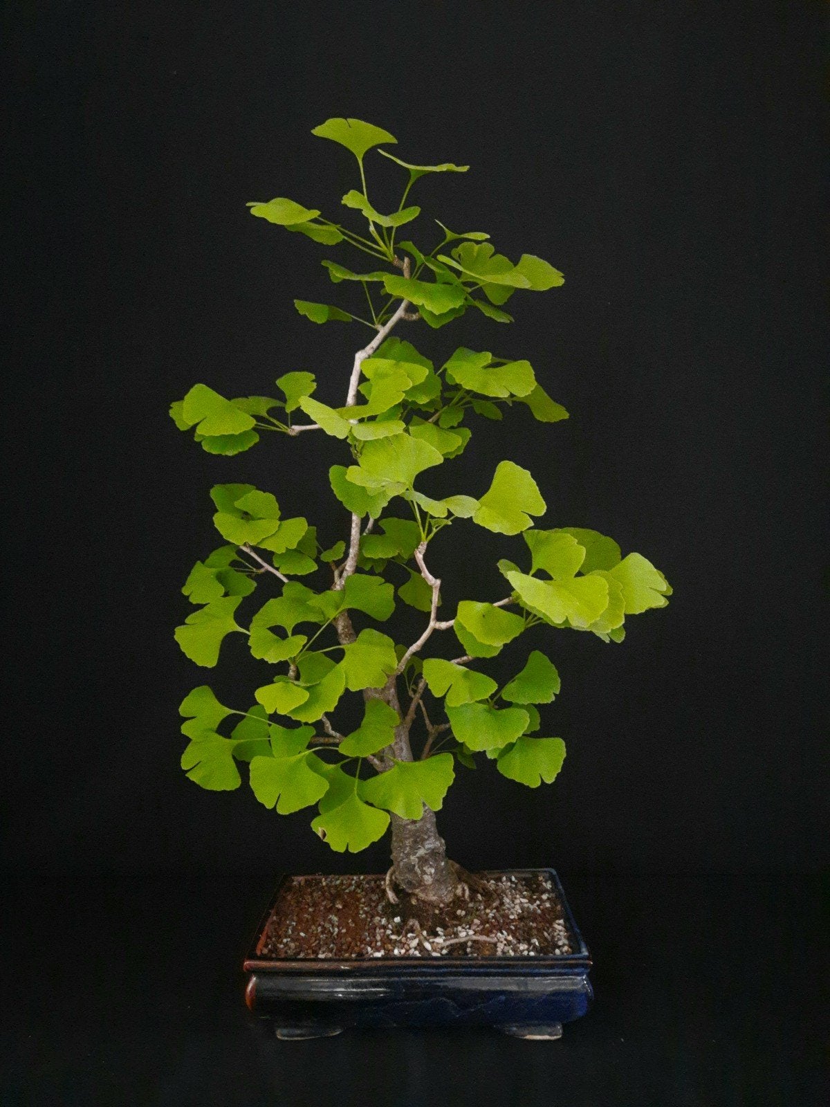 Bonsai Ginkgo, Tuin en Terras, Planten | Bomen, Bloeit niet, Halfschaduw, Minder dan 100 cm, Overige soorten