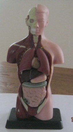 Body studie anatomie 26 cm demonteerbaar, Ophalen of Verzenden, Beta, Zo goed als nieuw, HBO