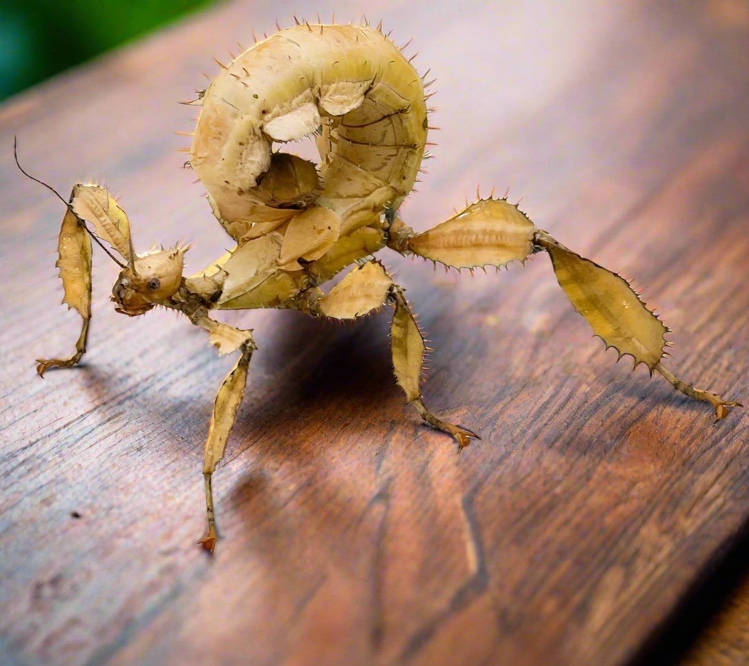 Eitjes wandelende tak: Extatosoma tiaratum (PSG 9), Dieren en Toebehoren, Wandelende tak