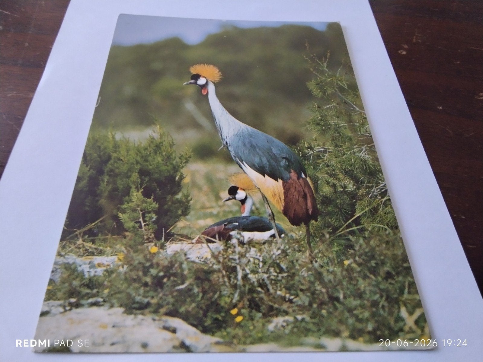 Oude Ansichtkaart Kroonkraanvogel - Gelopen, Ophalen of Verzenden, 1920 tot 1940, Overijssel