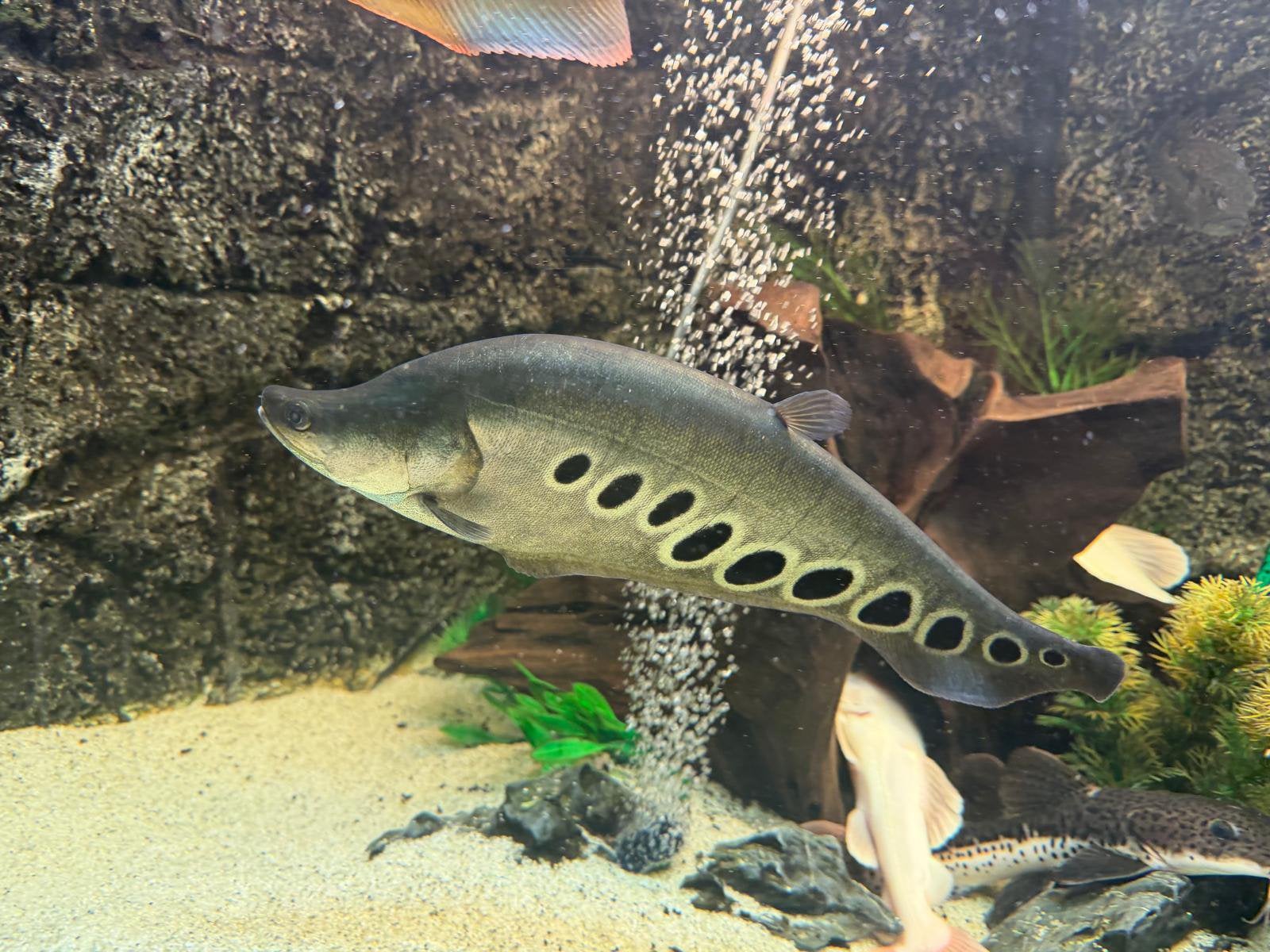 Mesvis, Dieren en Toebehoren, Vissen | Aquariumvissen, Vis, Zoetwatervis