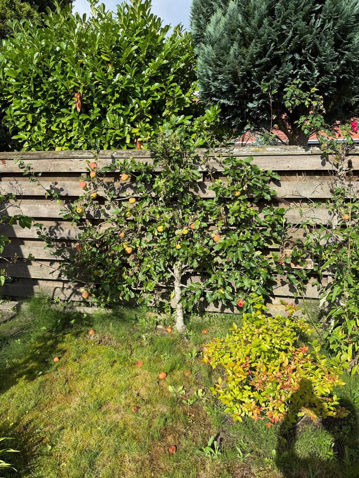 Appelboom te koop 15 jaar -, Overige soorten, Lente, 100 tot 250 cm, Ophalen