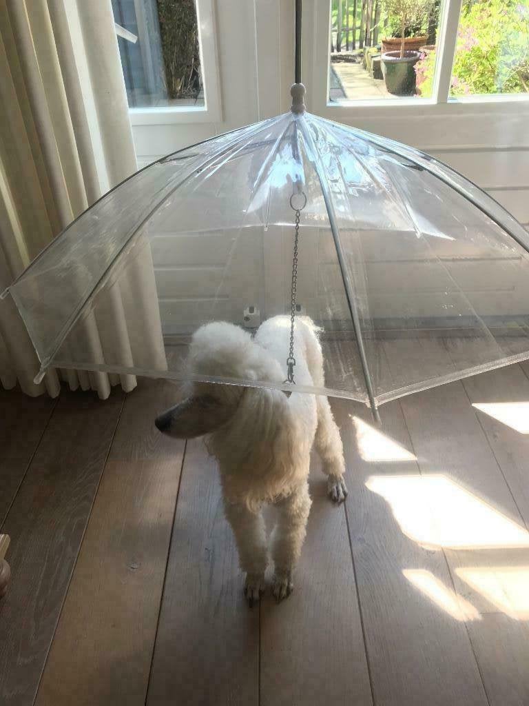 Regen? Hondenparaplu paraplu voor de hond. Droog uitlaten, Dieren en Toebehoren, Ophalen of Verzenden, Nieuw