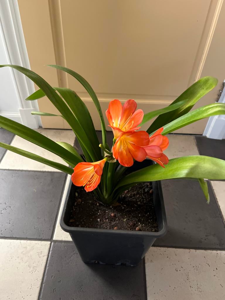 Clivia miniata - Oranje Kafferlelie in pot, Overige soorten, Vaste plant, Ophalen of Verzenden, Halfschaduw