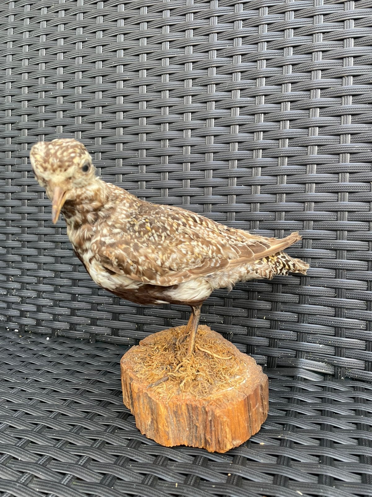 Opgezette vogel, Verzamelen, Ophalen, Zo goed als nieuw, Vogel, Opgezet dier