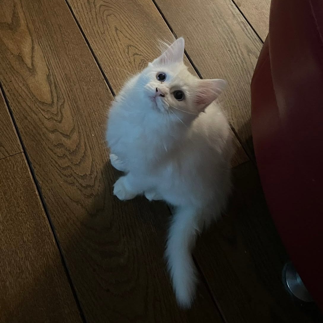 RagdollxPerzische Angora kittens🐾 NOG 1 POES BESCHIKBAAR!!!, Geslacht onbekend, Ontwormd, 0 tot 2 jaar