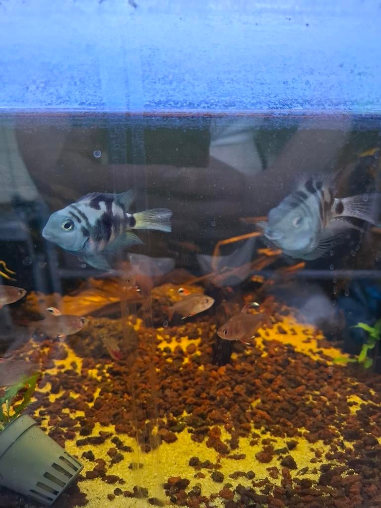 Papagaai cichlide, bewezen kweekpaar., Dieren en Toebehoren, Vissen | Aquariumvissen, Vis