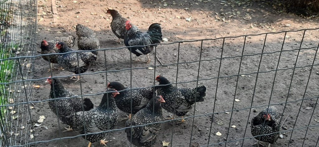 Broedeieren van de barnevelder kriel zilver dubbel gezoomd., Dieren en Toebehoren, Geslacht onbekend, Kip
