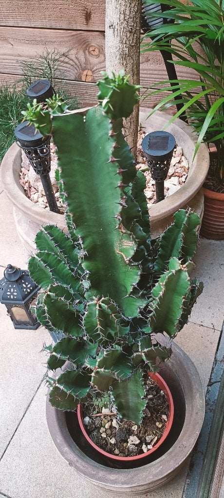 Euphorbia ingens sterk vertakt 80 centimeter, Ophalen, Vetplant, Minder dan 100 cm, Volle zon