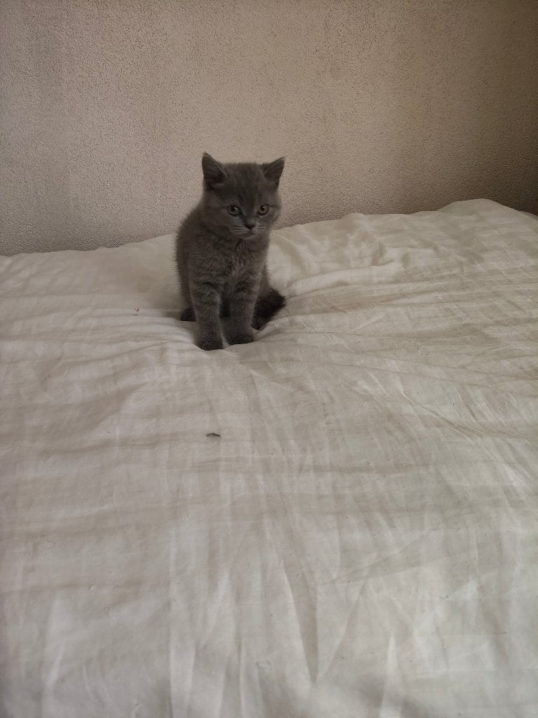 Britse Korthaar Kittens, Poes, Ontwormd, 0 tot 2 jaar