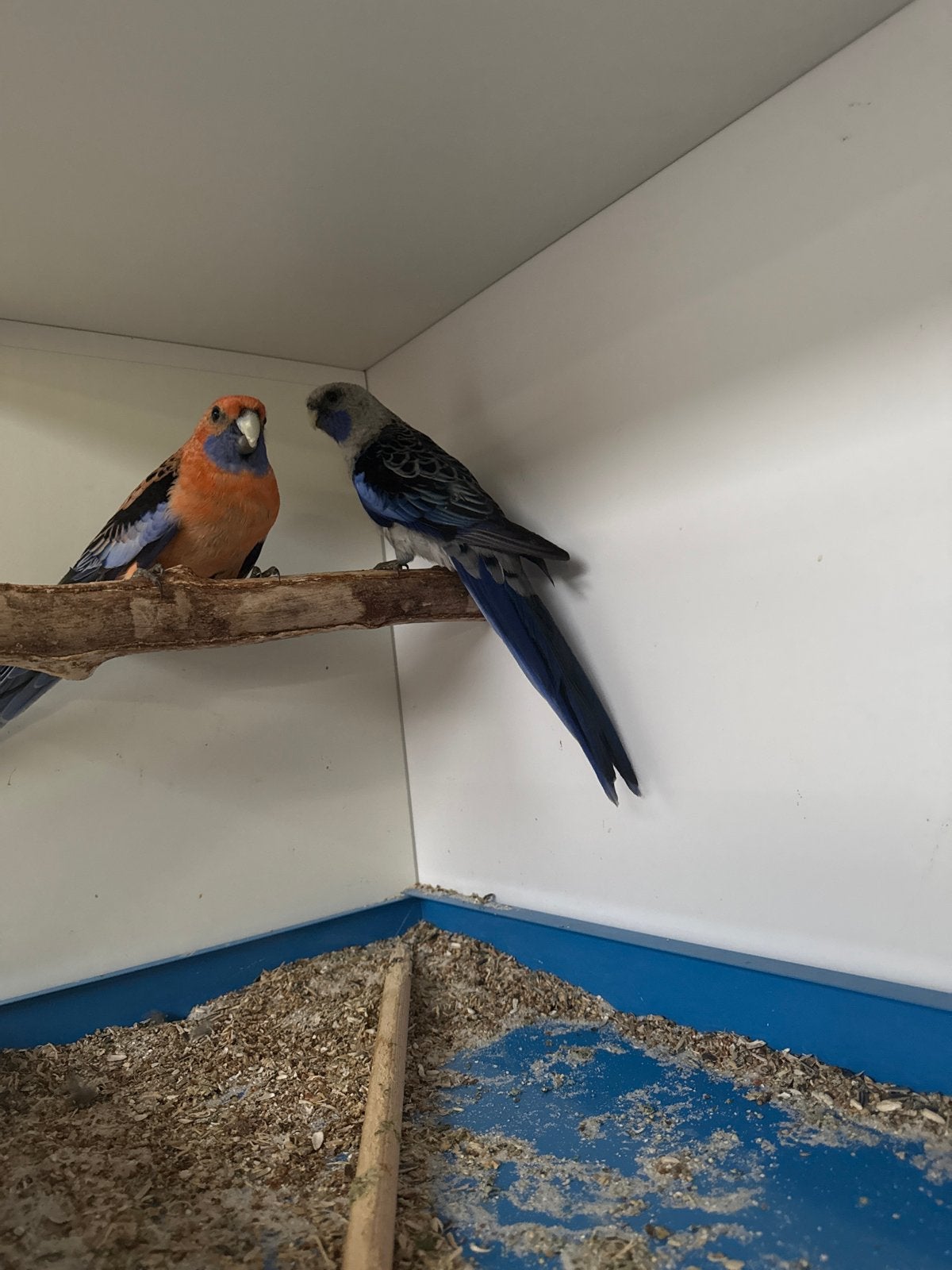 Pennant Rosella koppel
