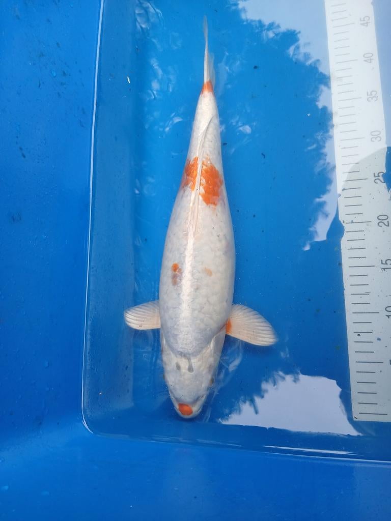 Leuke wit rood koi  +- 45 cm, Karper of Koi