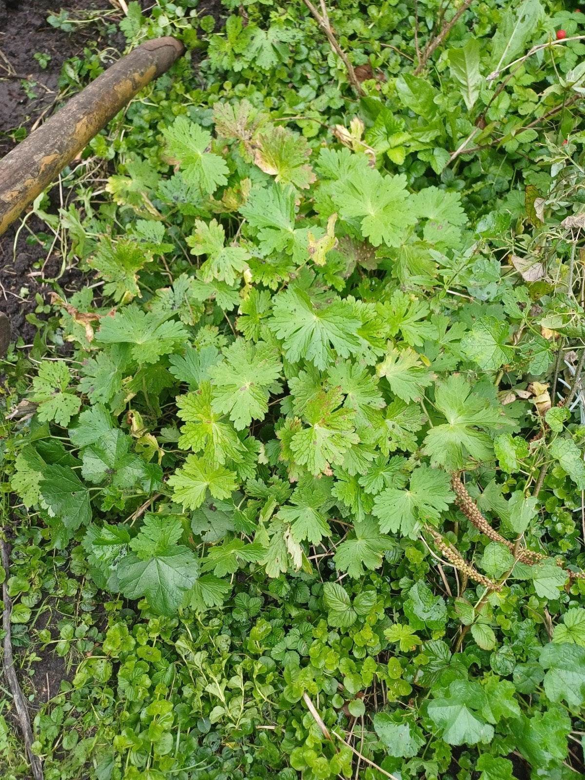 Pollen Geranium ooievaarsbek - Donkere Bloemen, Bijvriendeli, Vaste plant, Halfschaduw, Zomer, Ophalen