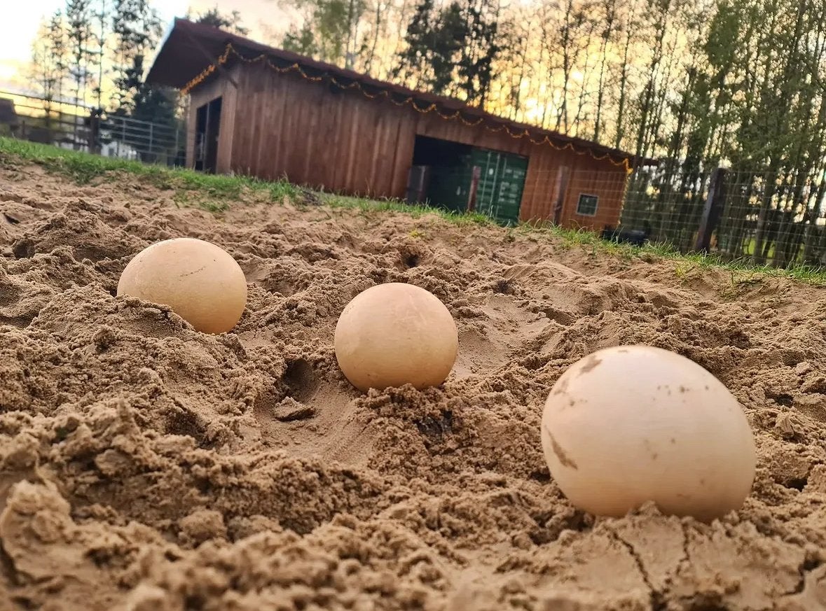 Koppel struisvogels, Dieren en Toebehoren, Meerdere dieren, Overige soorten