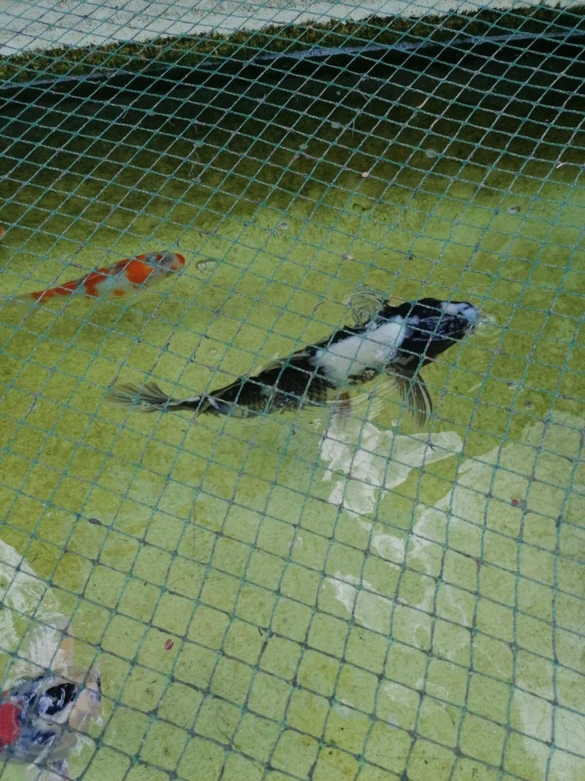 japanse koikarpers, Karper of Koi