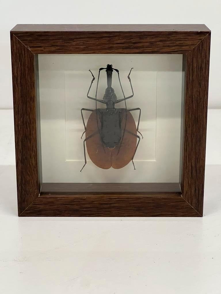 Vioolkever in lijst 16 x 16 x 4,5 cm, Ophalen of Verzenden, Zo goed als nieuw, Insect, Opgezet dier