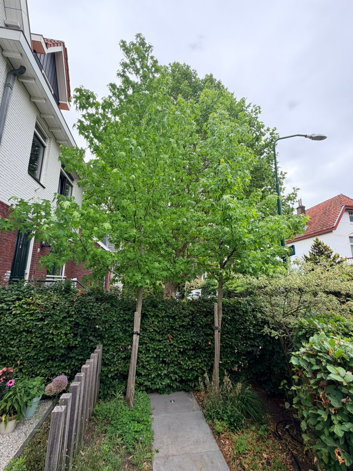2 Liquidambar bomen (6m en 7m) zelf uitgraven, Ophalen, Overige soorten, 400 cm of meer