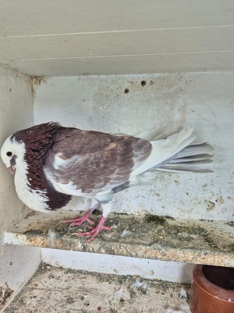 Kroppers te koop, Dieren en Toebehoren, Mannelijk, Kropper