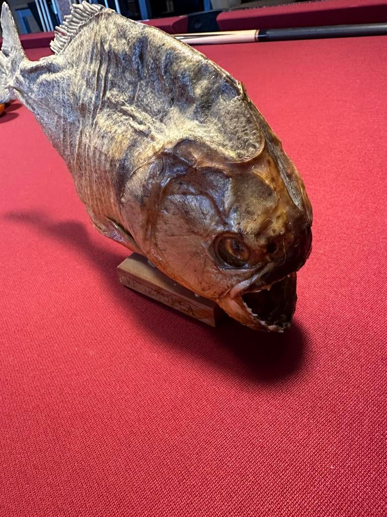 Piranha Venezuela, Ophalen, Beeldje of Figuurtje