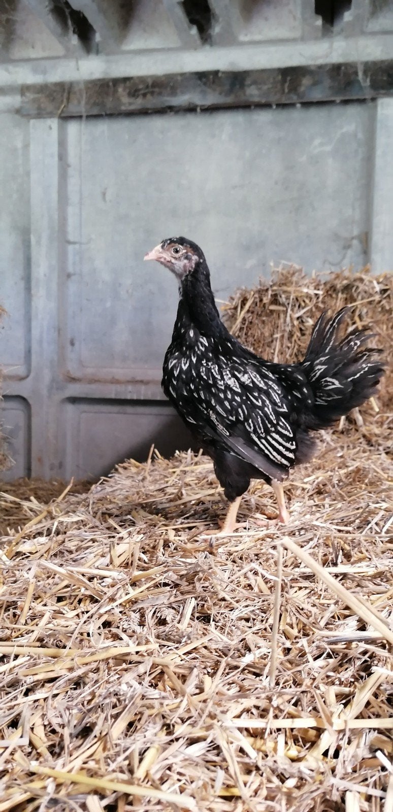 Prachtige Barnevelder hennen groot soort, zilver en goud, Dieren en Toebehoren, Vrouwelijk, Kip